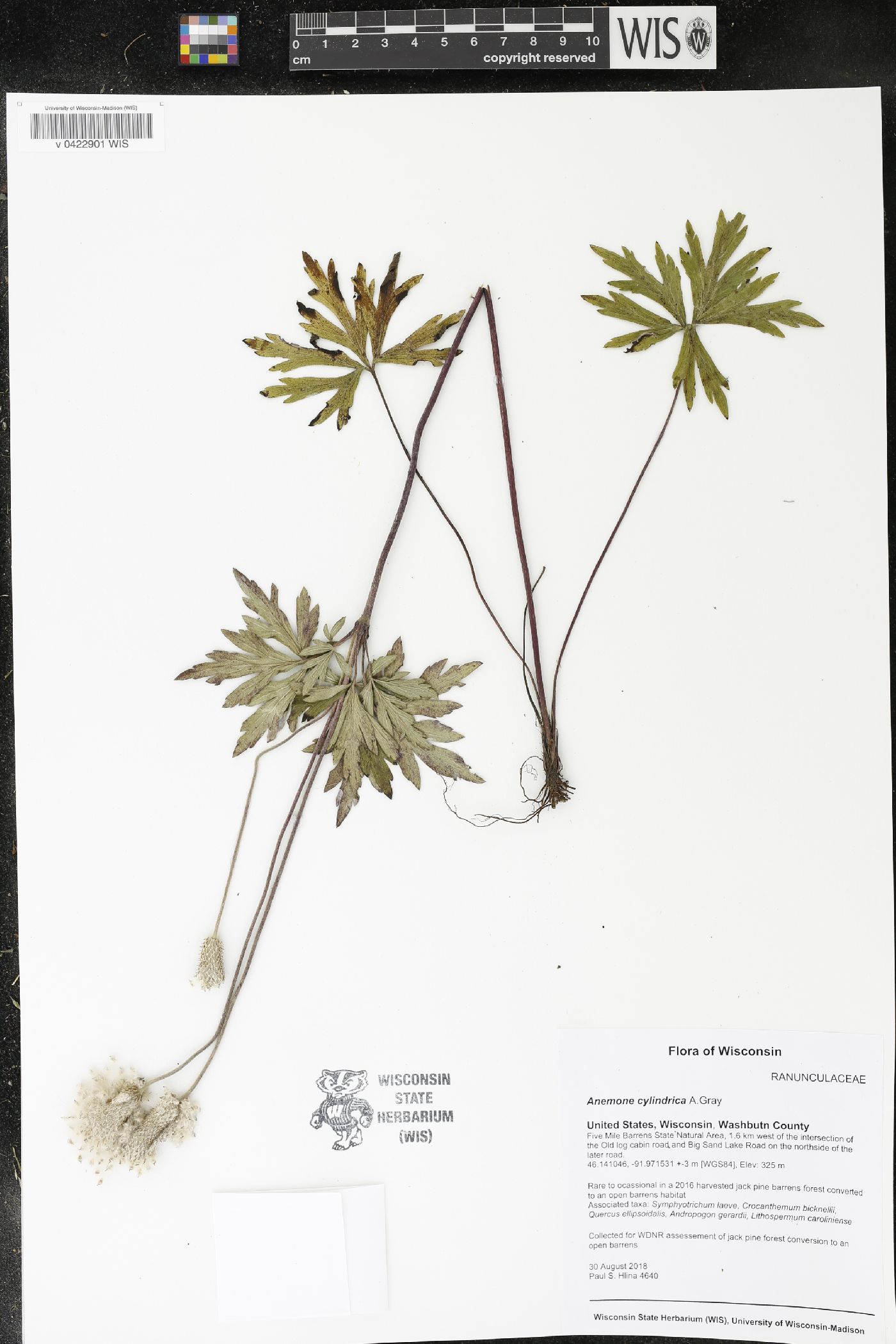 Anemone cylindrica image