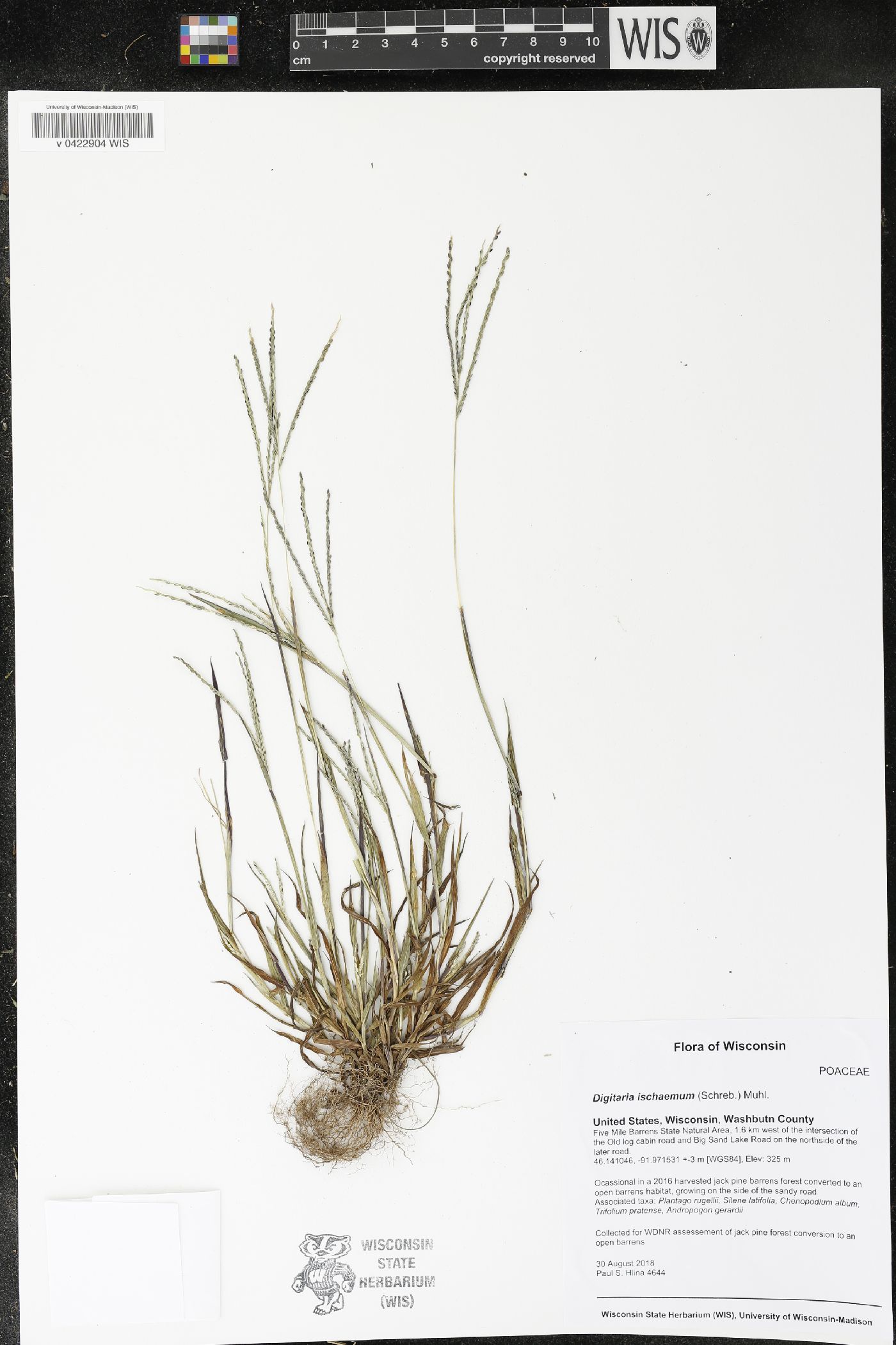 Digitaria ischaemum image