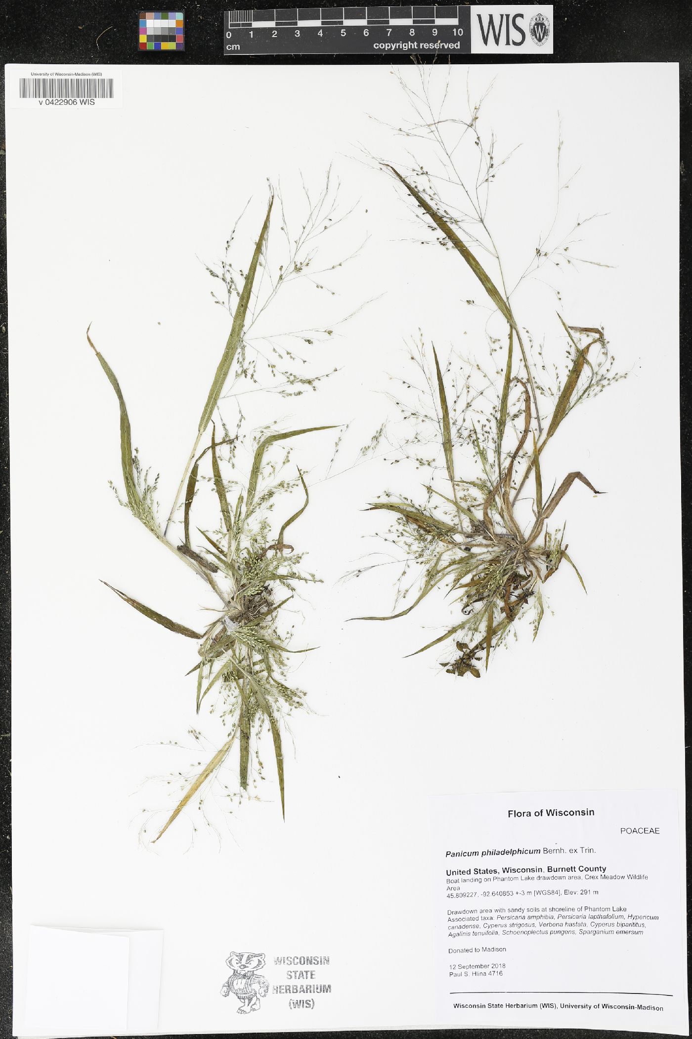 Panicum philadelphicum image