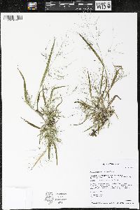 Panicum philadelphicum image