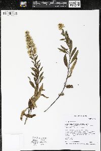 Solidago speciosa image