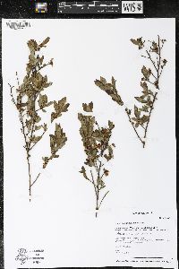 Vaccinium angustifolium image