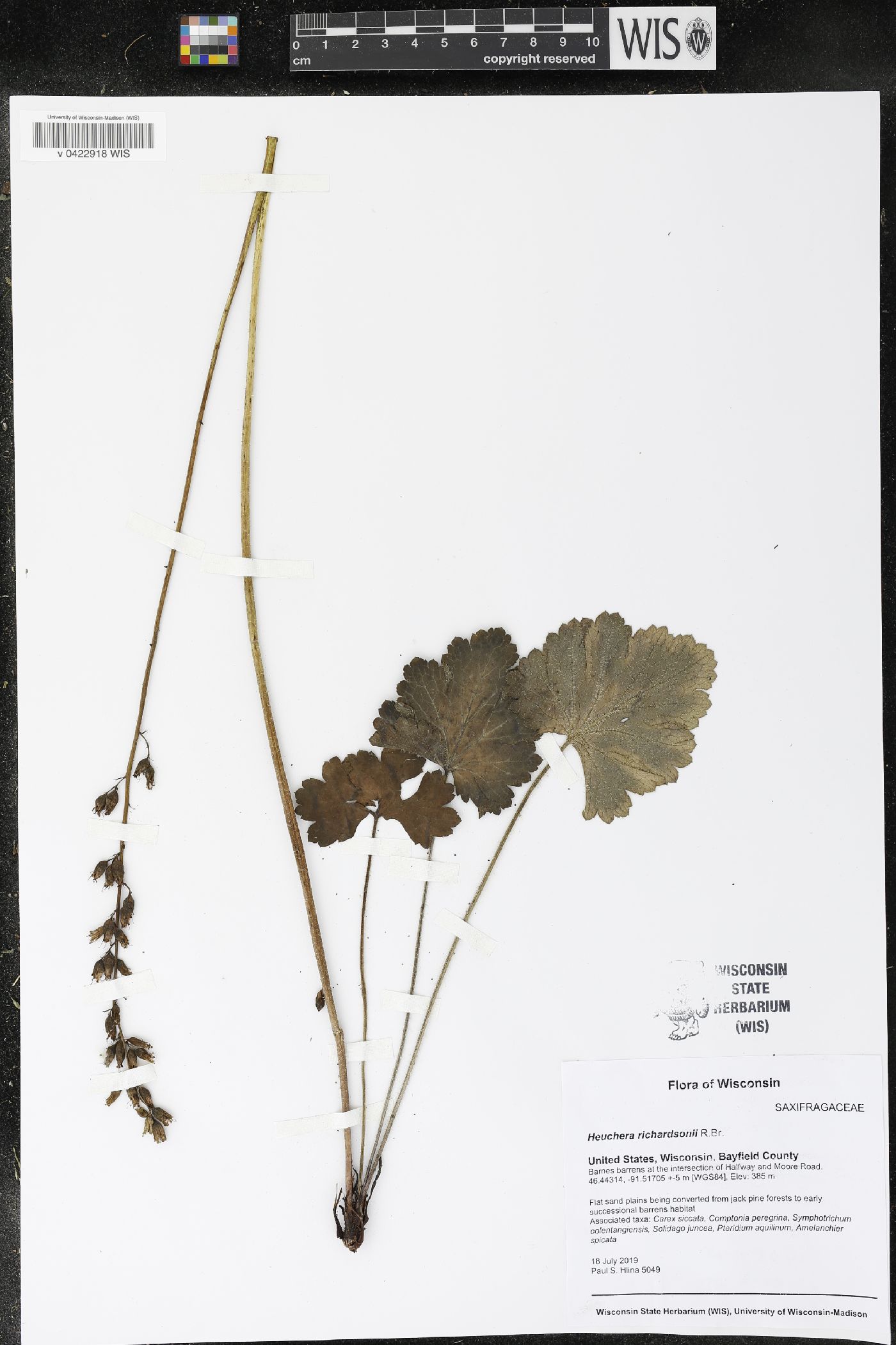 Heuchera richardsonii image