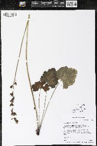 Heuchera richardsonii image