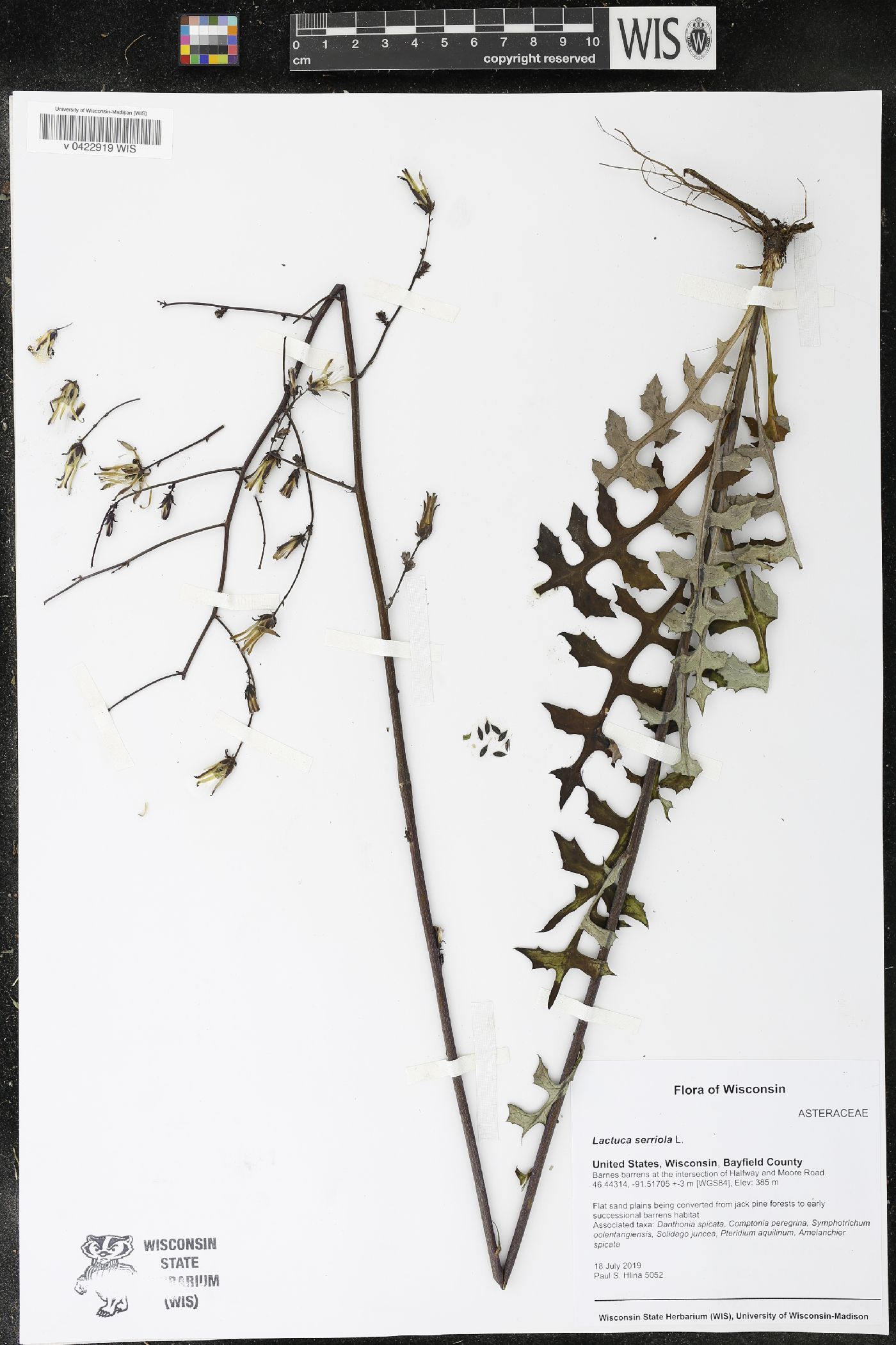 Lactuca serriola image