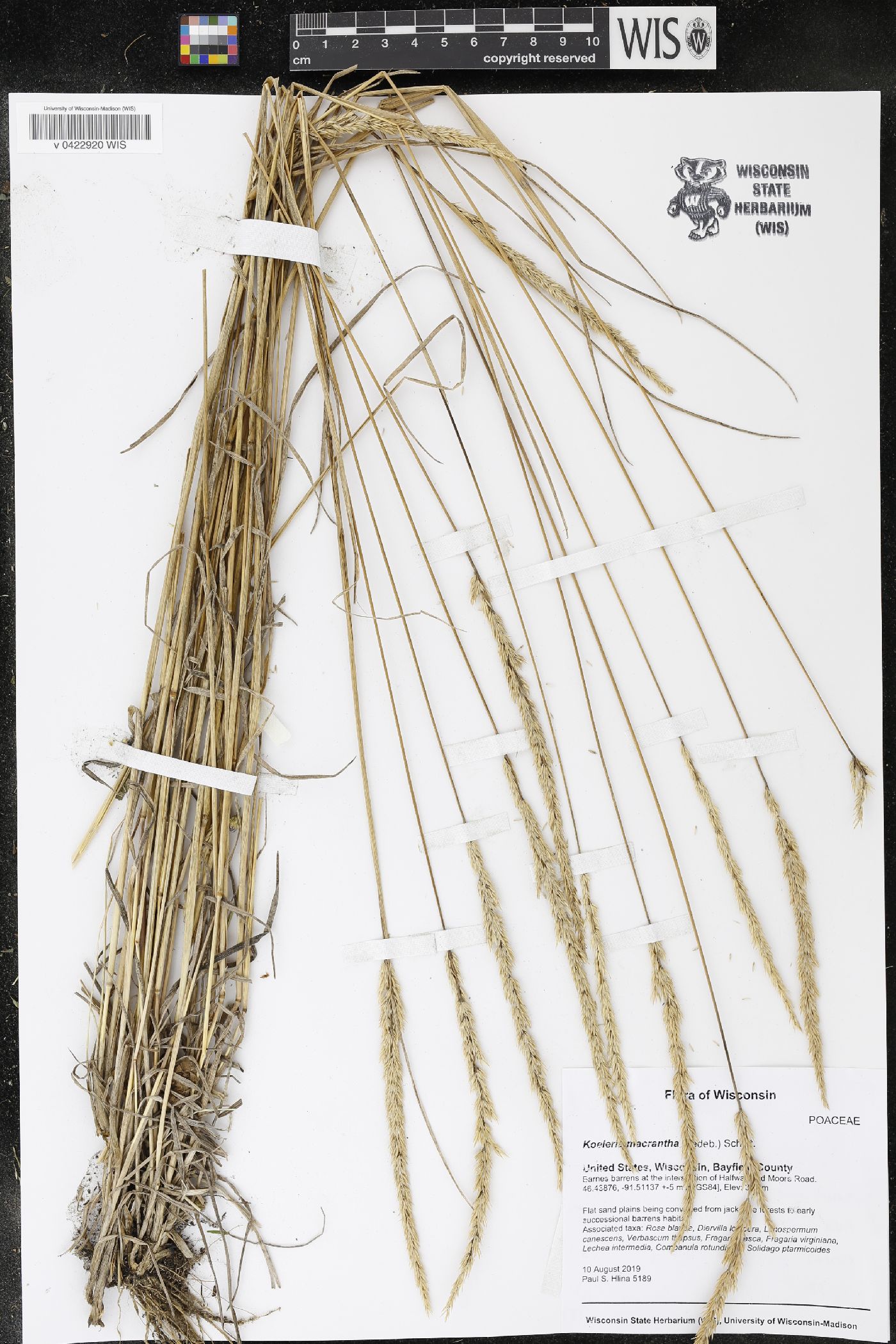 Koeleria macrantha image