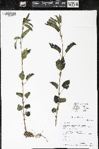 Urtica dioica image