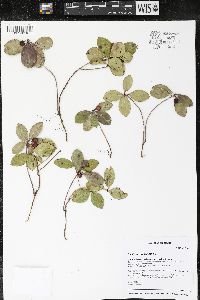 Gaultheria procumbens image