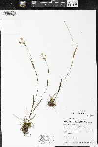 Luzula multiflora image