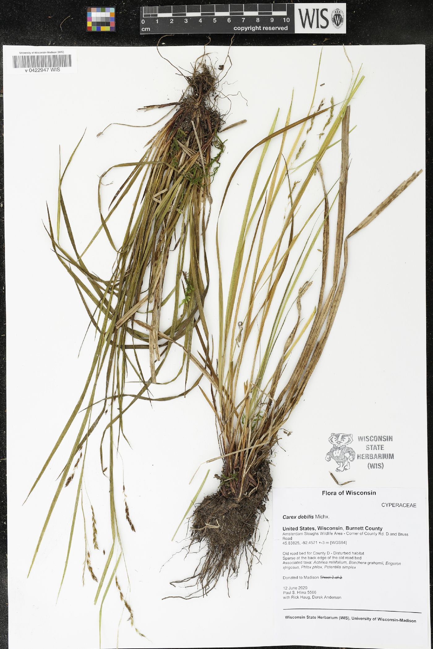 Carex debilis image