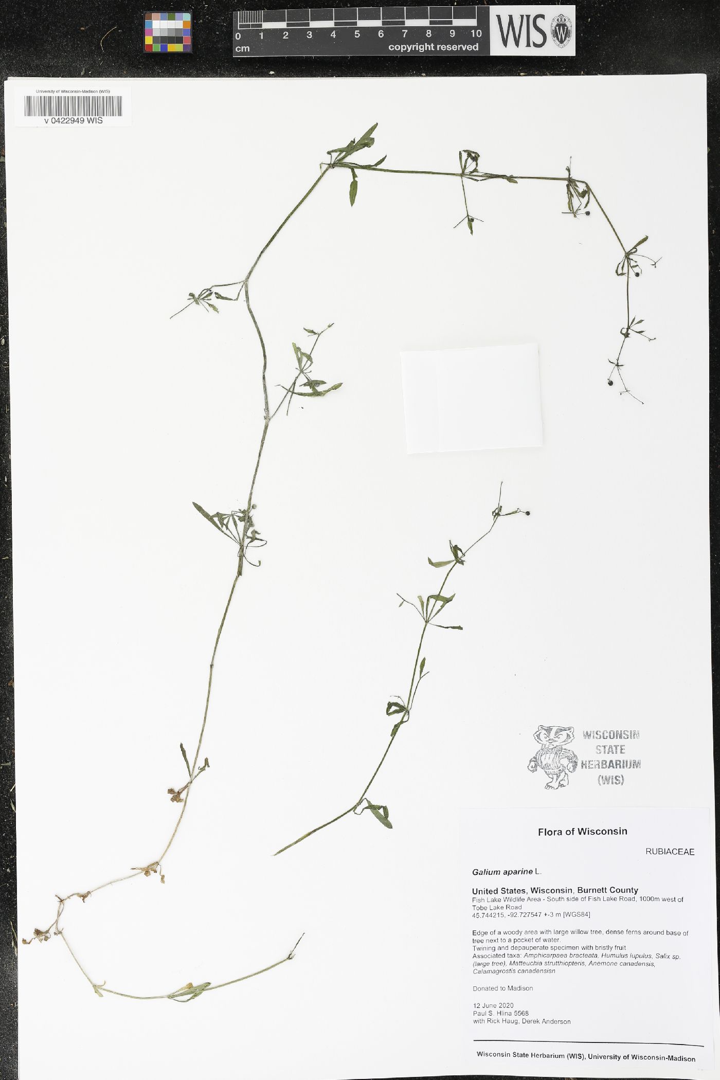 Galium aparine image