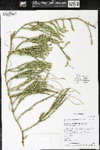 Lycopodium lagopus image