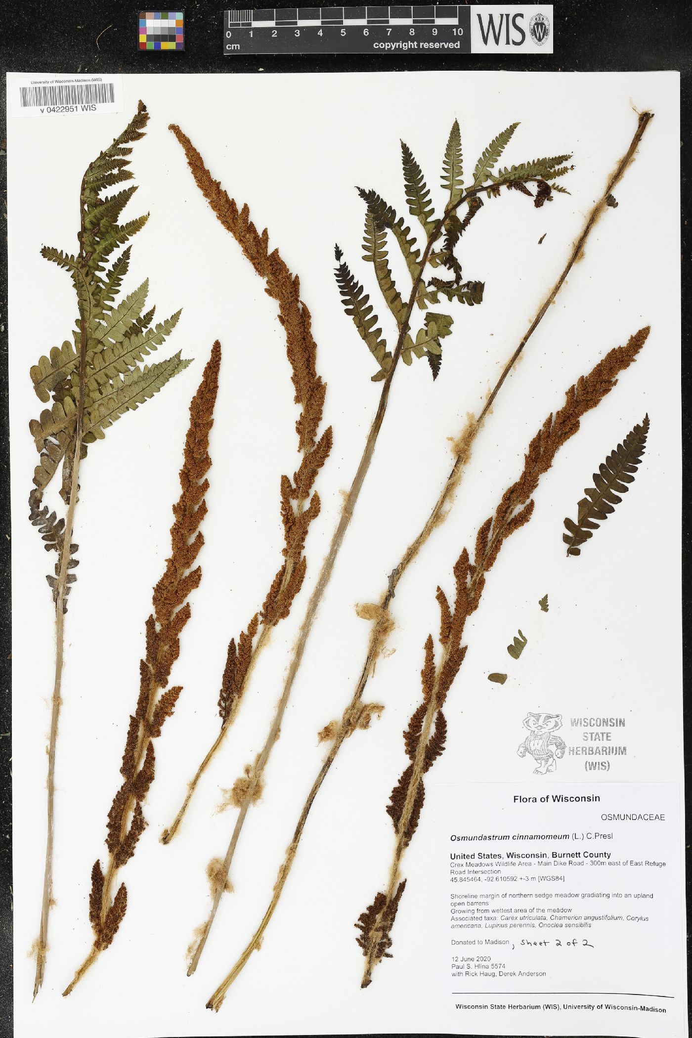 Osmunda cinnamomea image