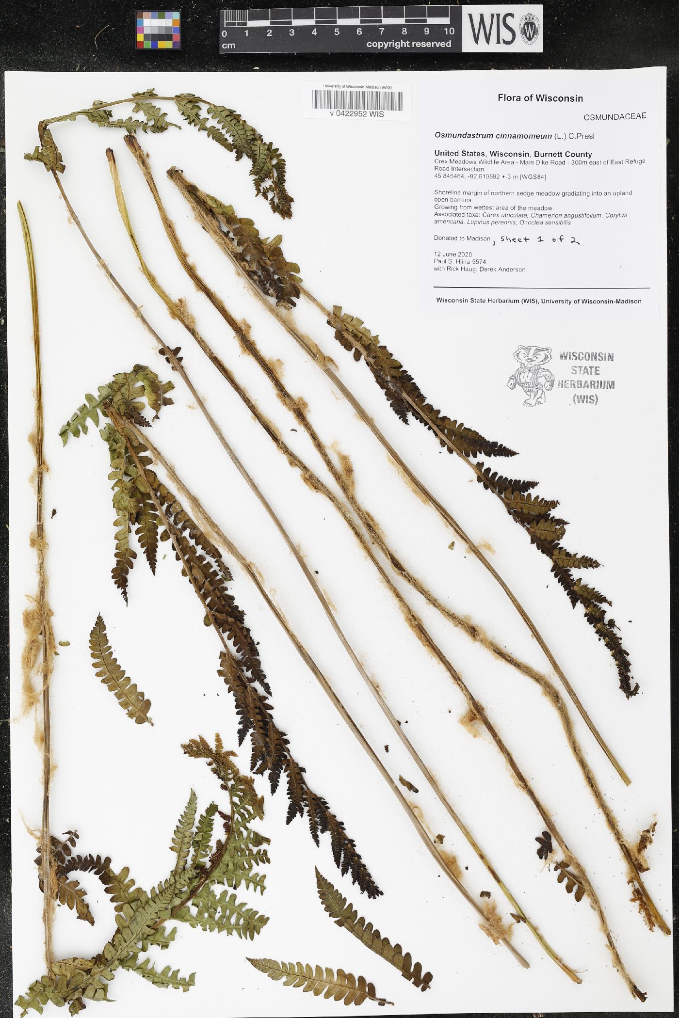 Osmunda cinnamomea image