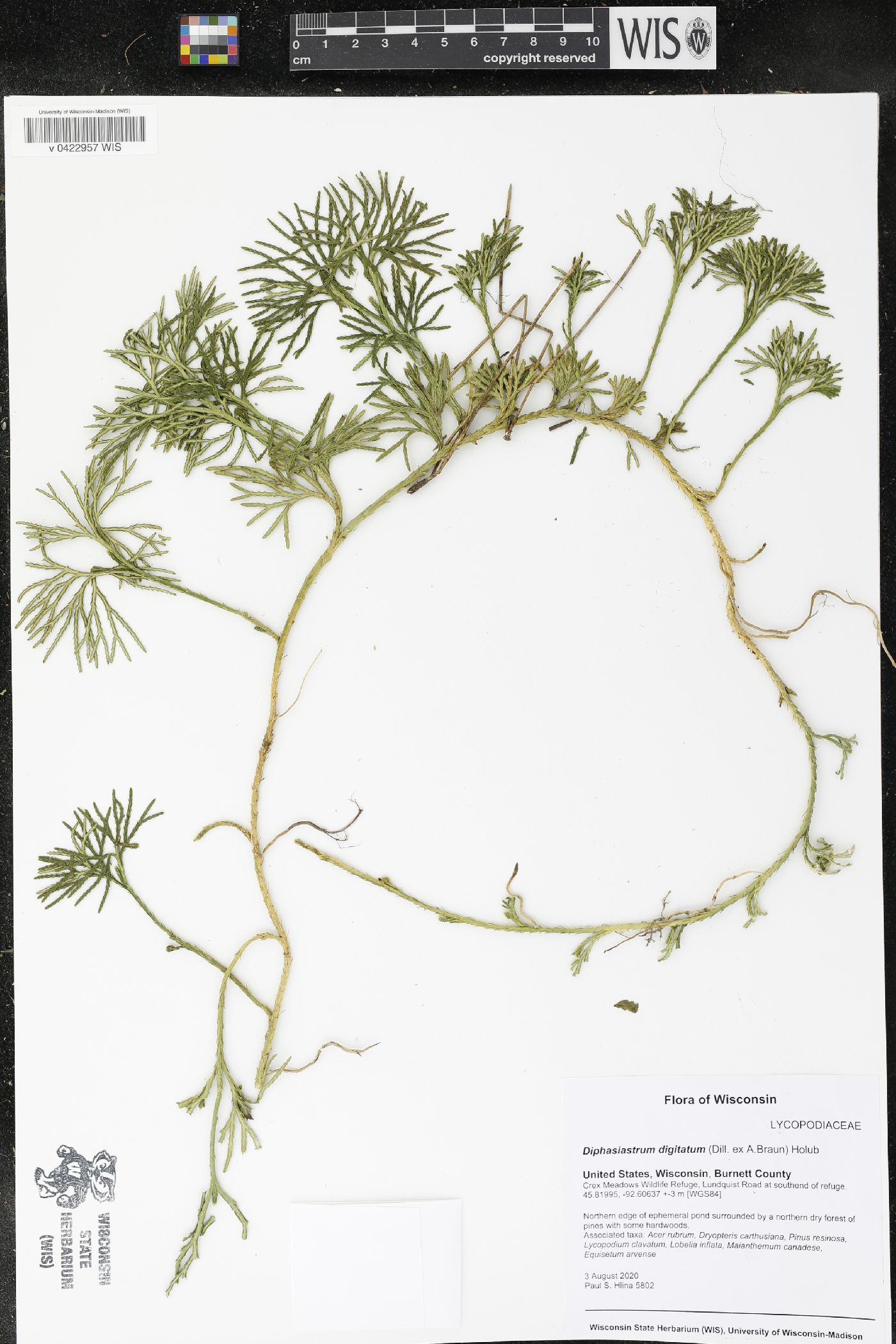 Diphasiastrum digitatum image