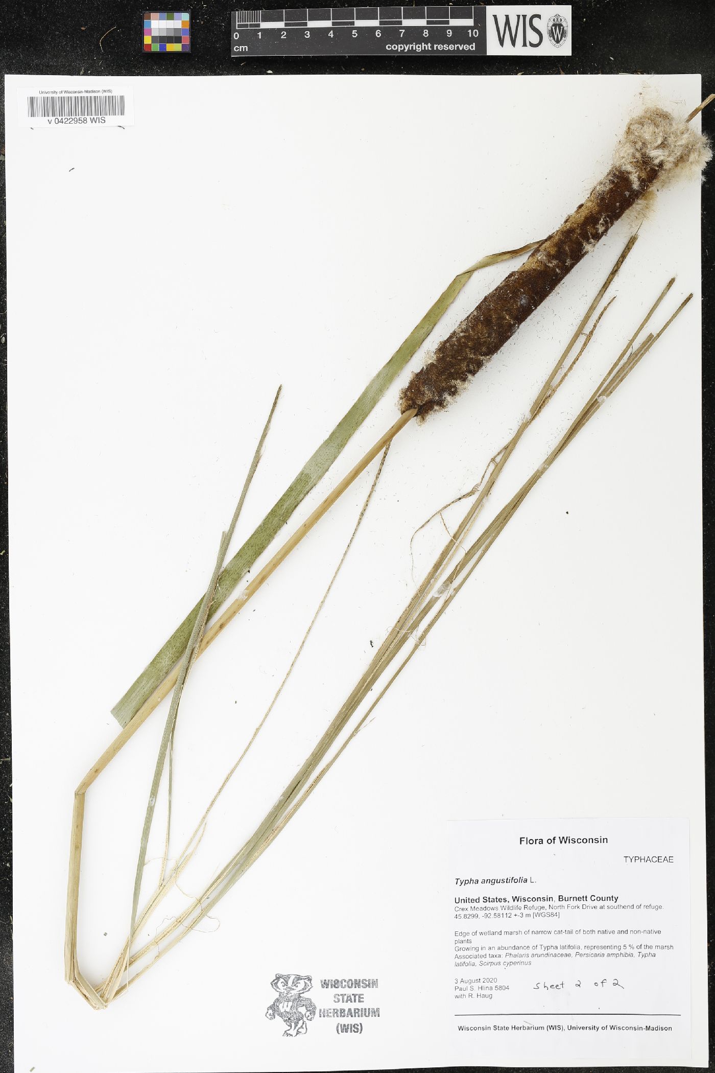 Typha angustifolia image