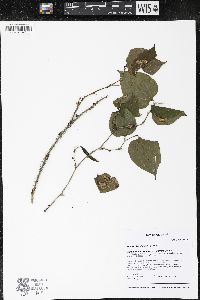 Smilax tamnoides image