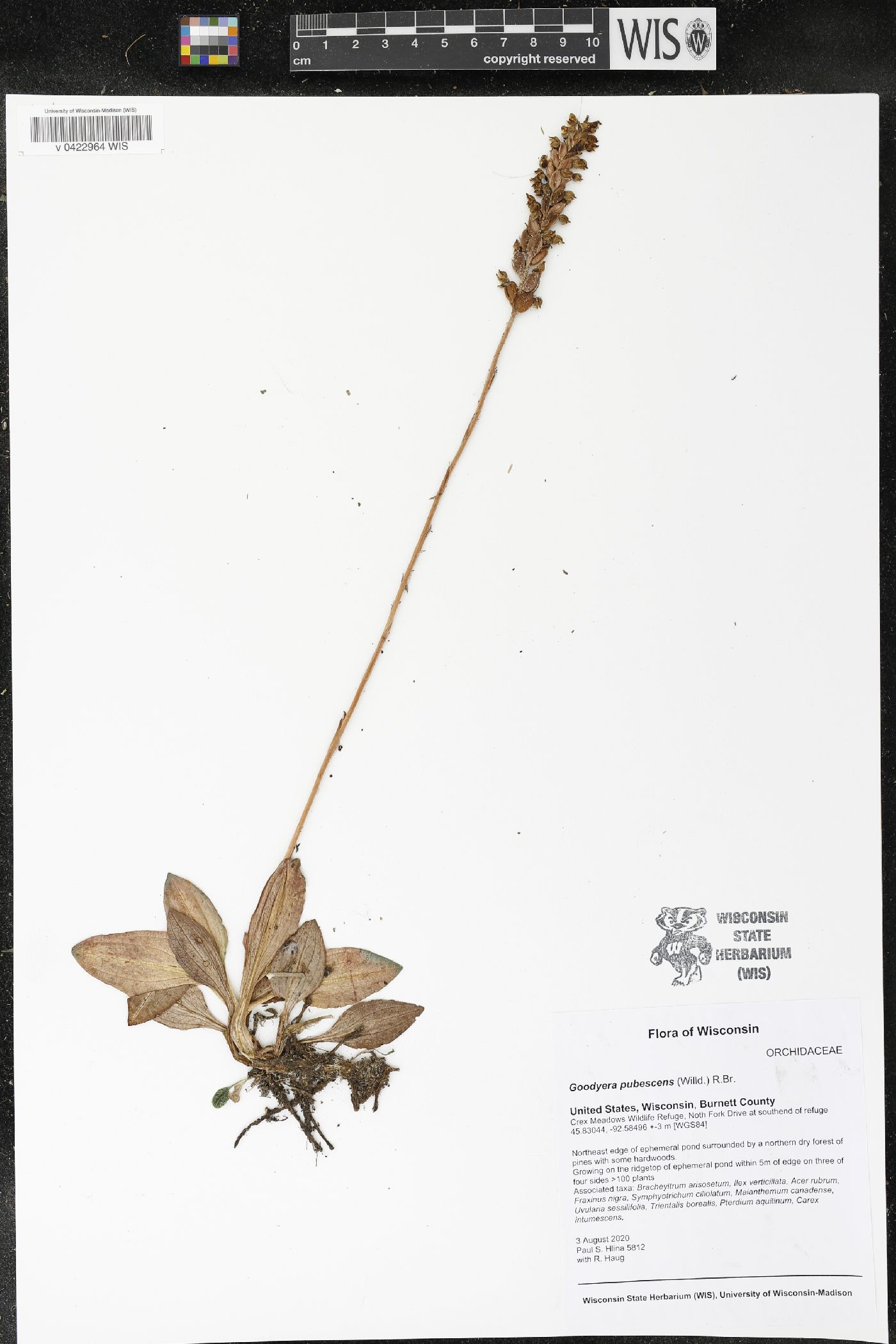 Goodyera pubescens image
