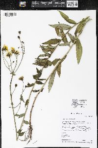 Hieracium umbellatum image