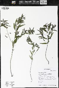 Melampyrum lineare image