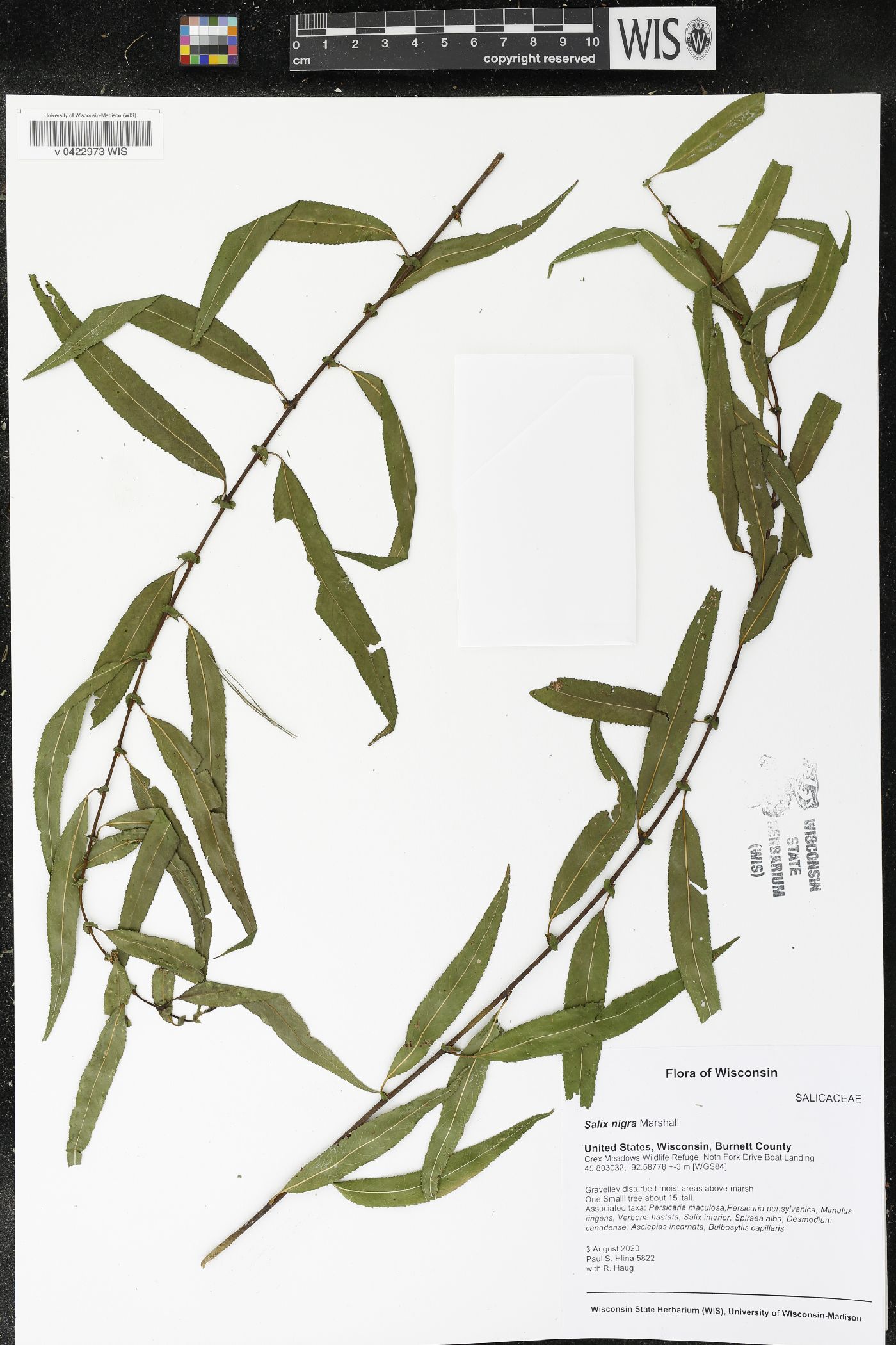 Salix nigra image