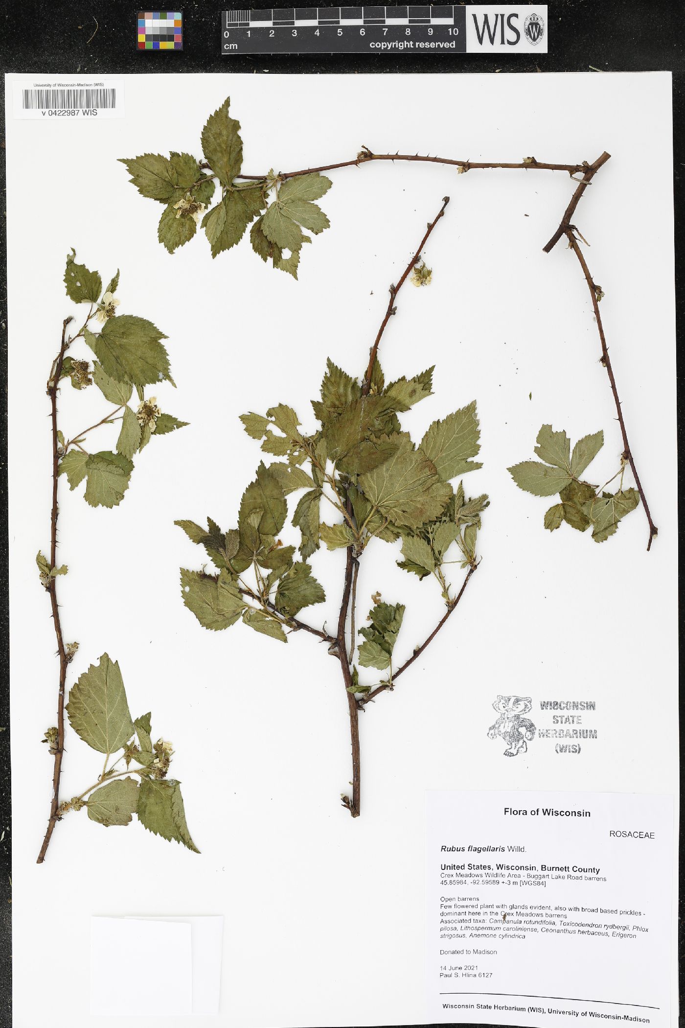 Rubus flagellaris image