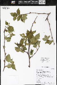 Rubus flagellaris image