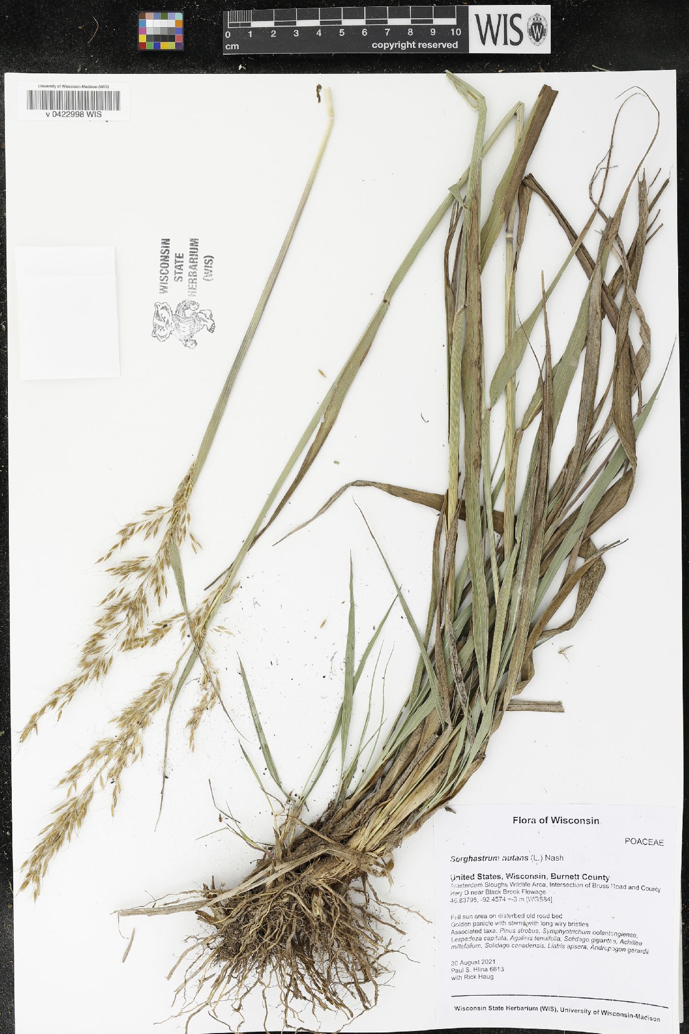 Sorghastrum nutans image
