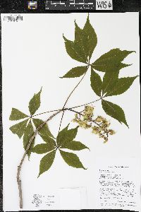 Aesculus glabra image