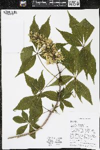 Aesculus glabra image