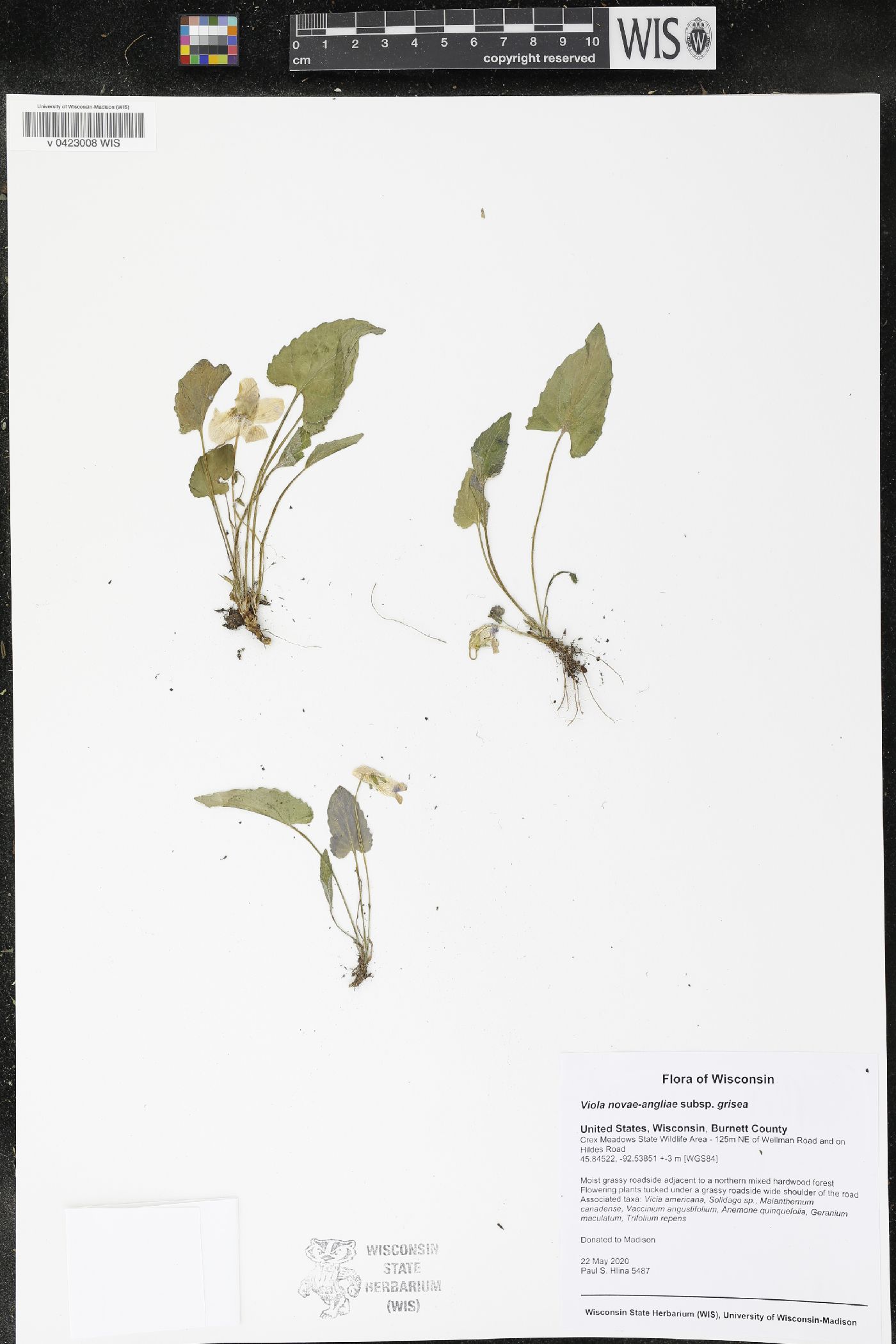 Viola novae-angliae image