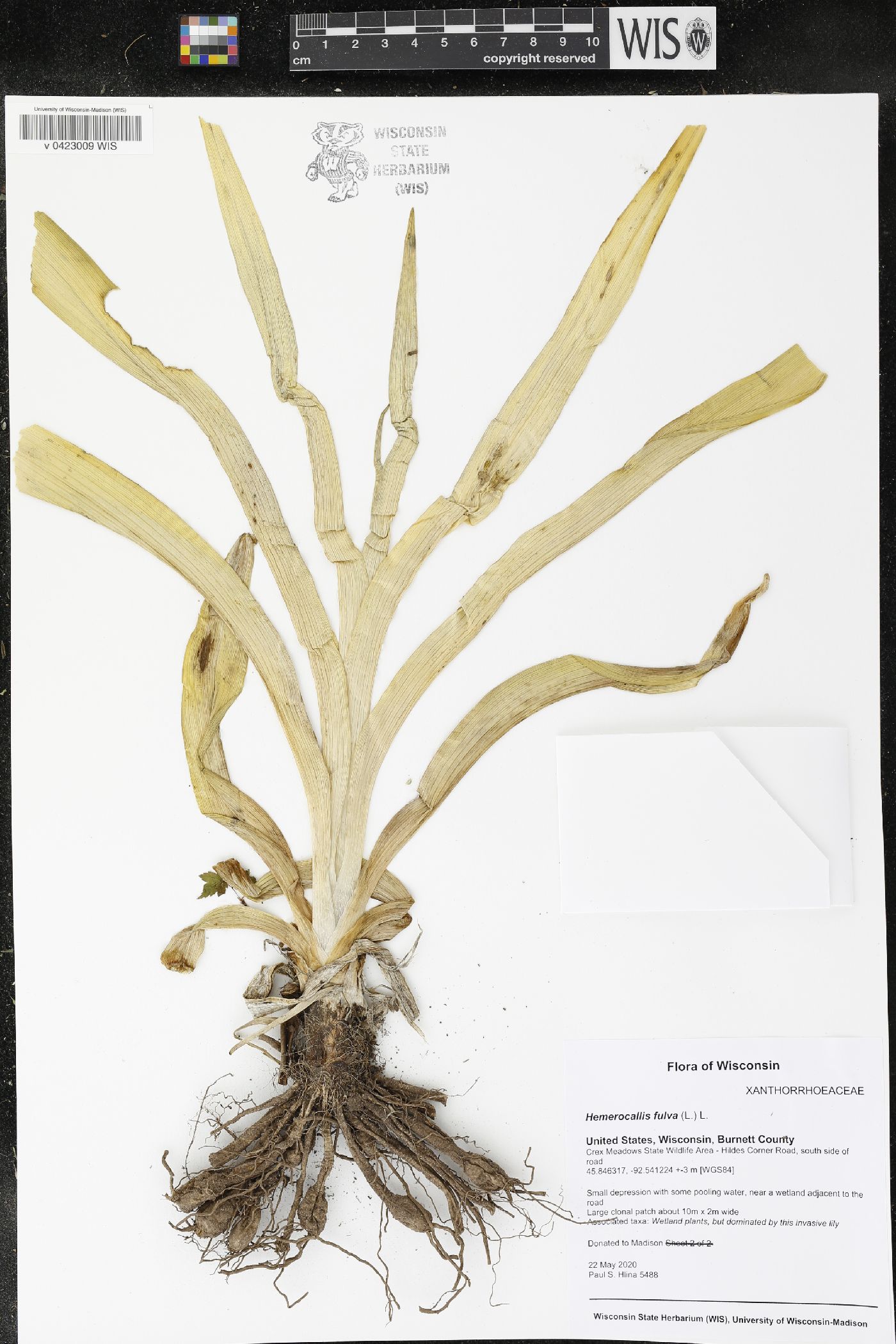 Hemerocallis fulva image