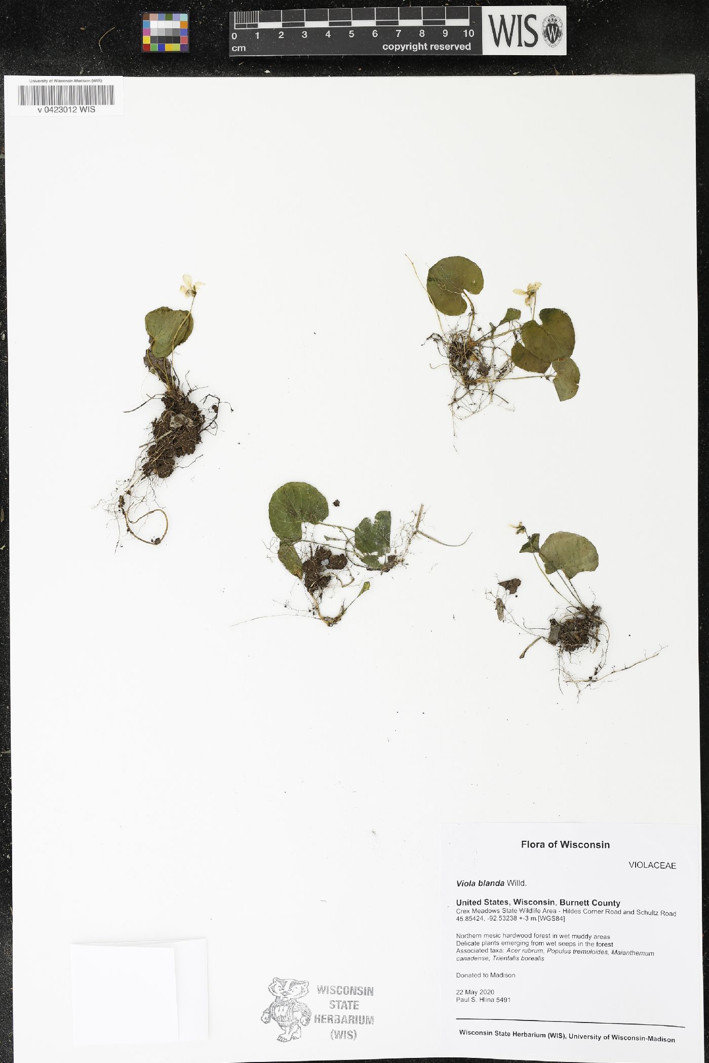 Viola blanda image