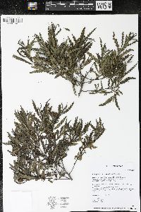 Comptonia peregrina image