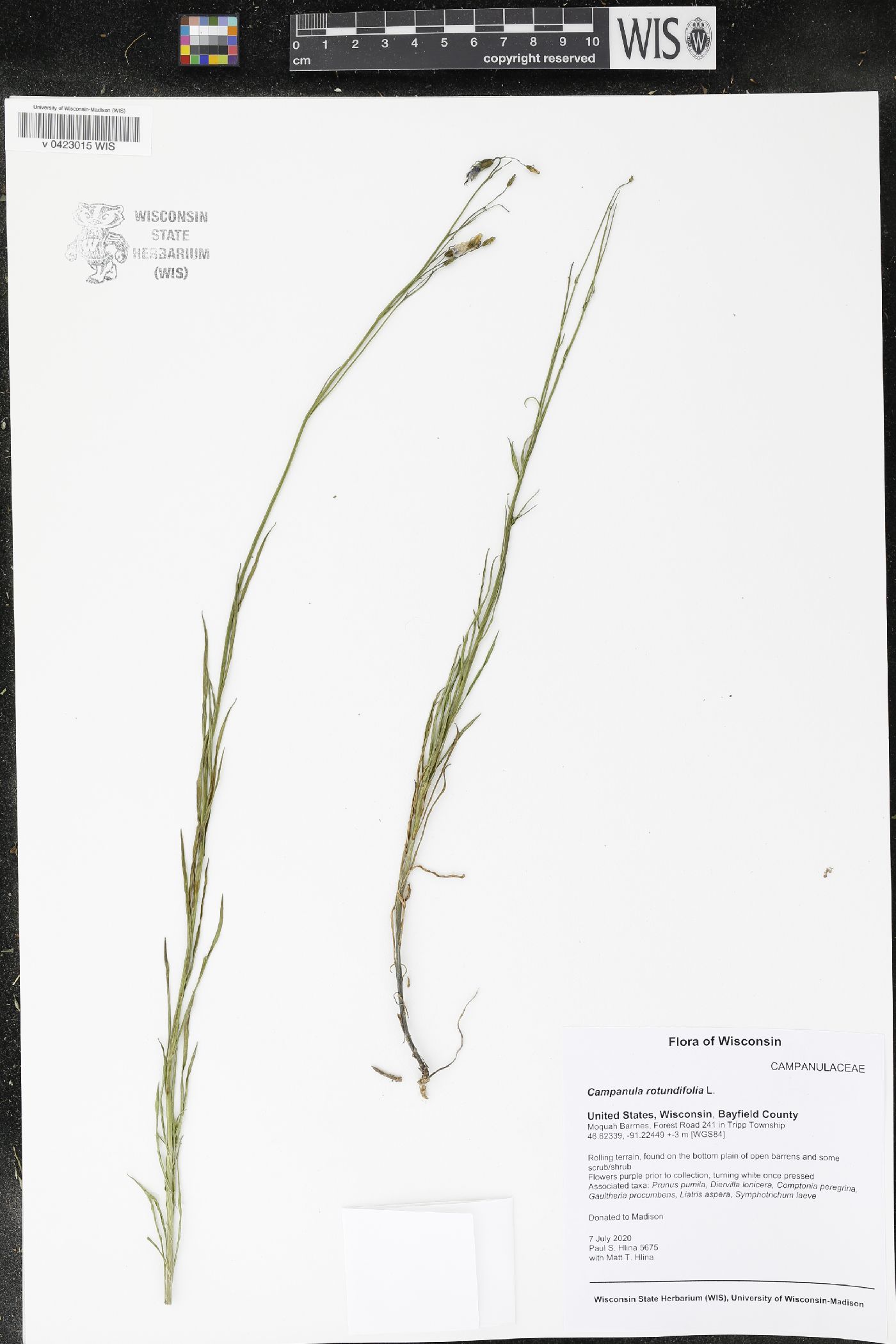Campanula rotundifolia image