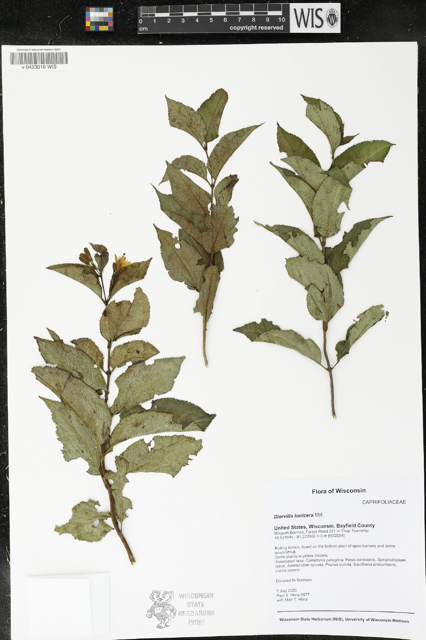 Diervilla lonicera image