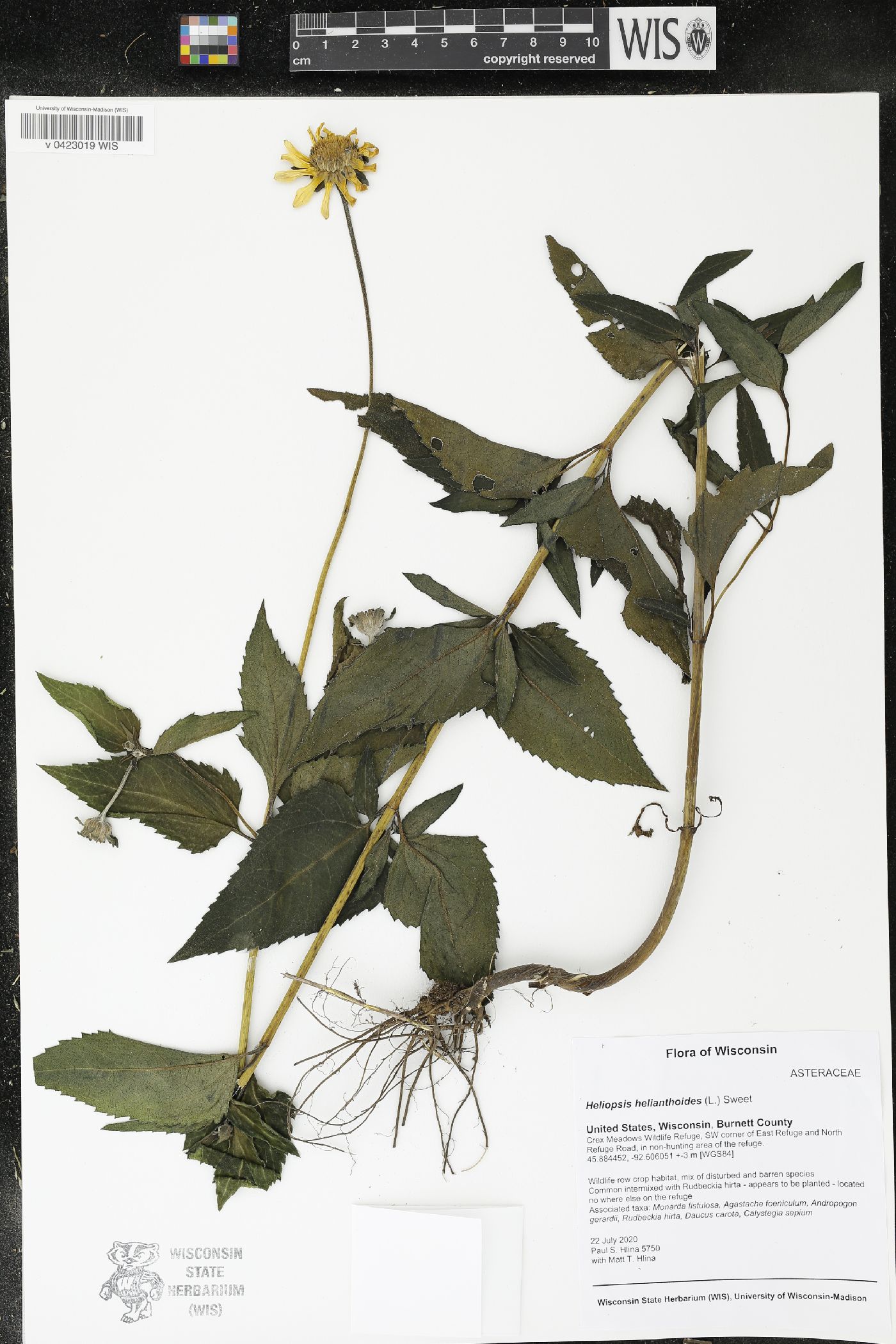 Heliopsis helianthoides image