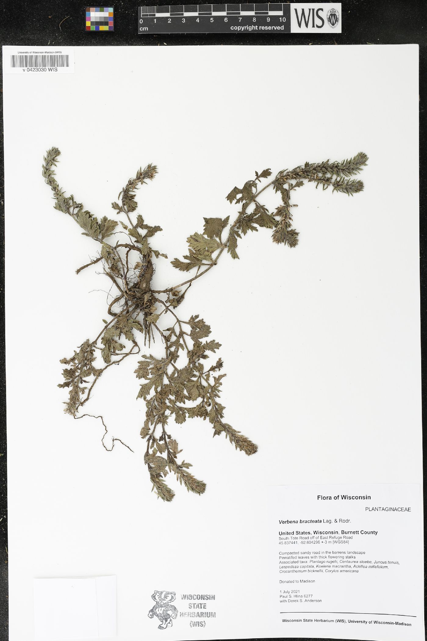 Verbena bracteata image