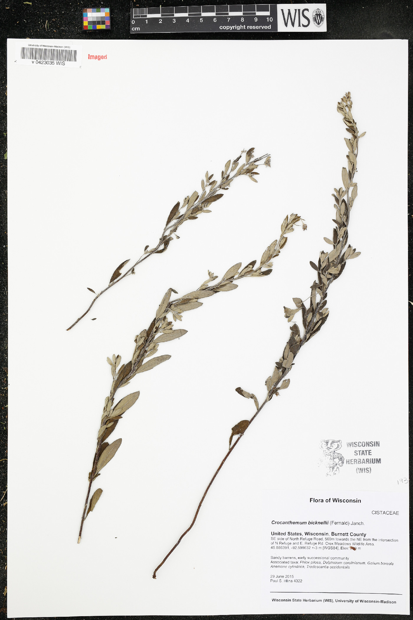 Crocanthemum bicknellii image