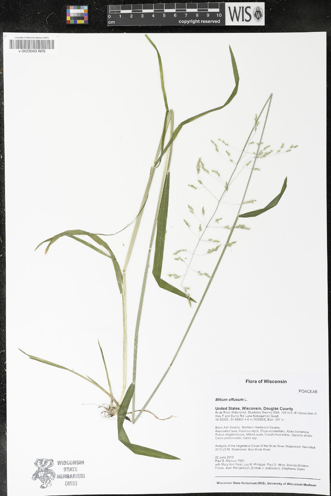 Milium effusum image