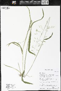 Milium effusum image