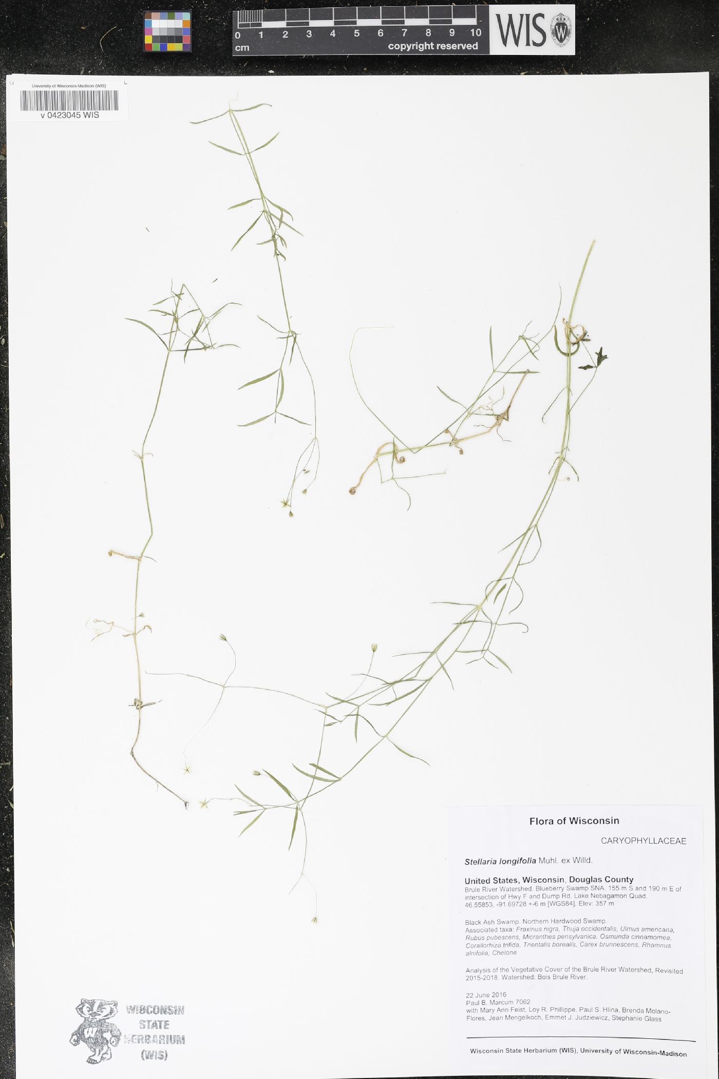 Stellaria longifolia image