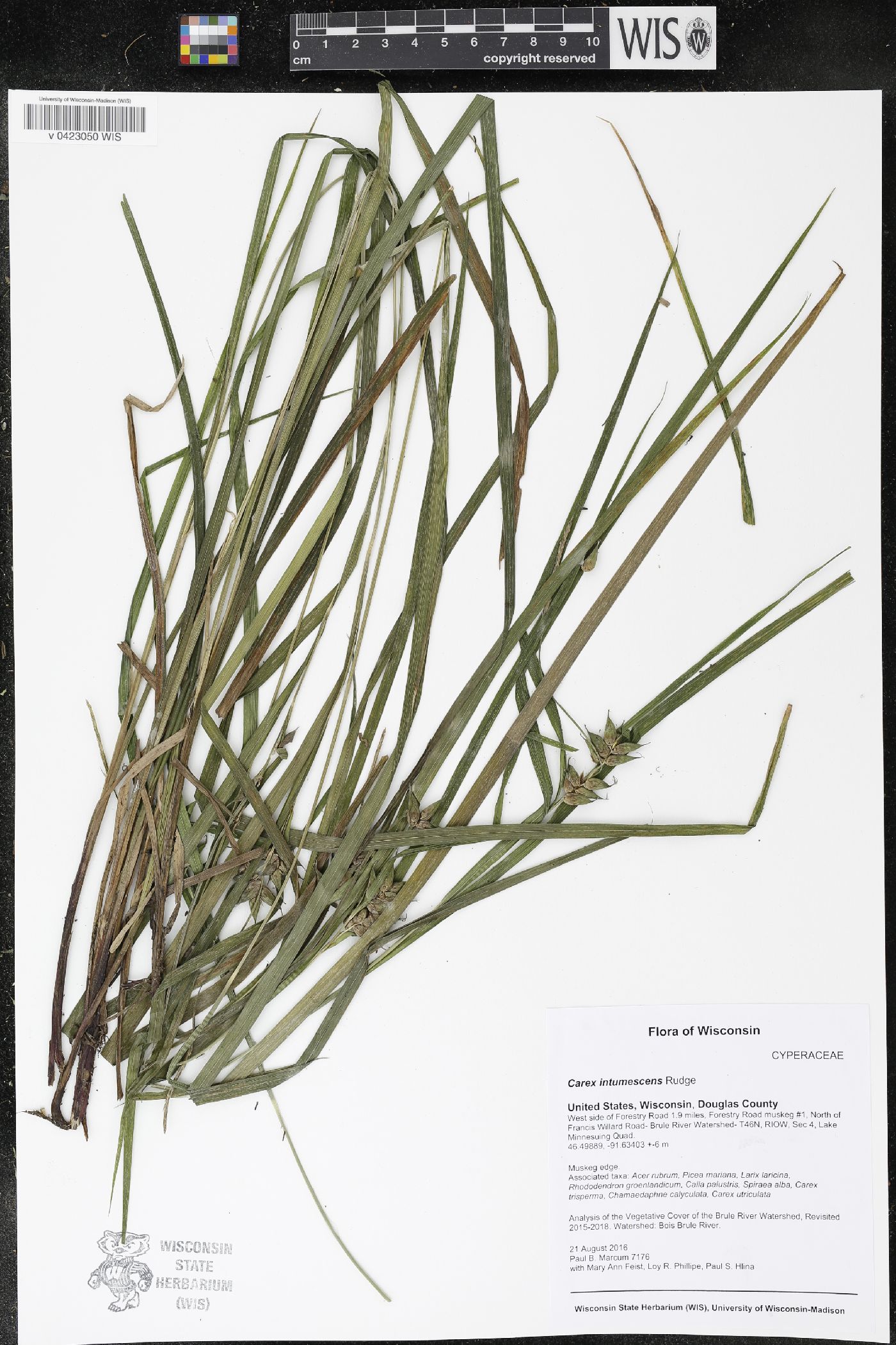 Carex intumescens image