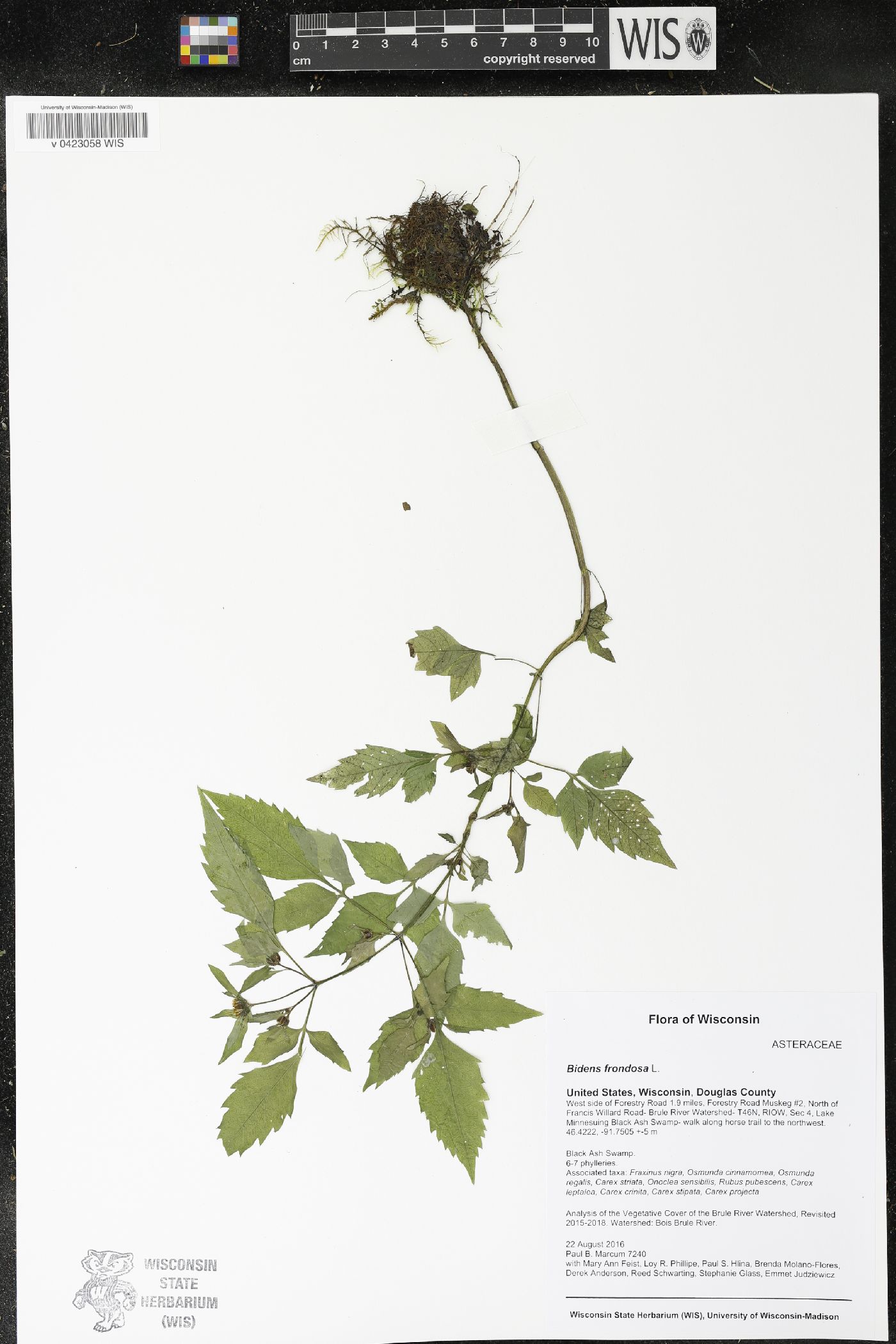 Bidens frondosa image
