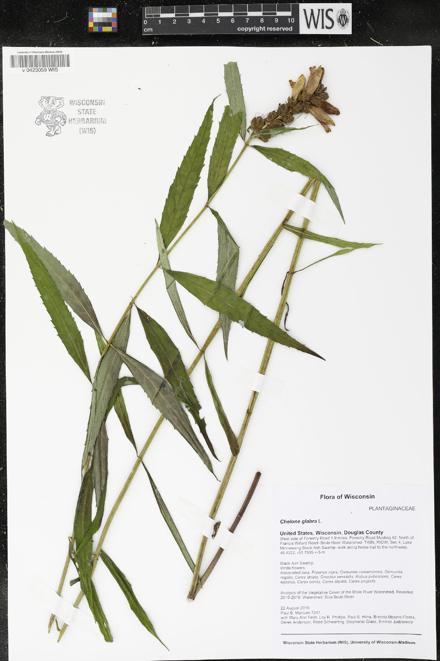 Chelone glabra image