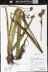 Iris versicolor image