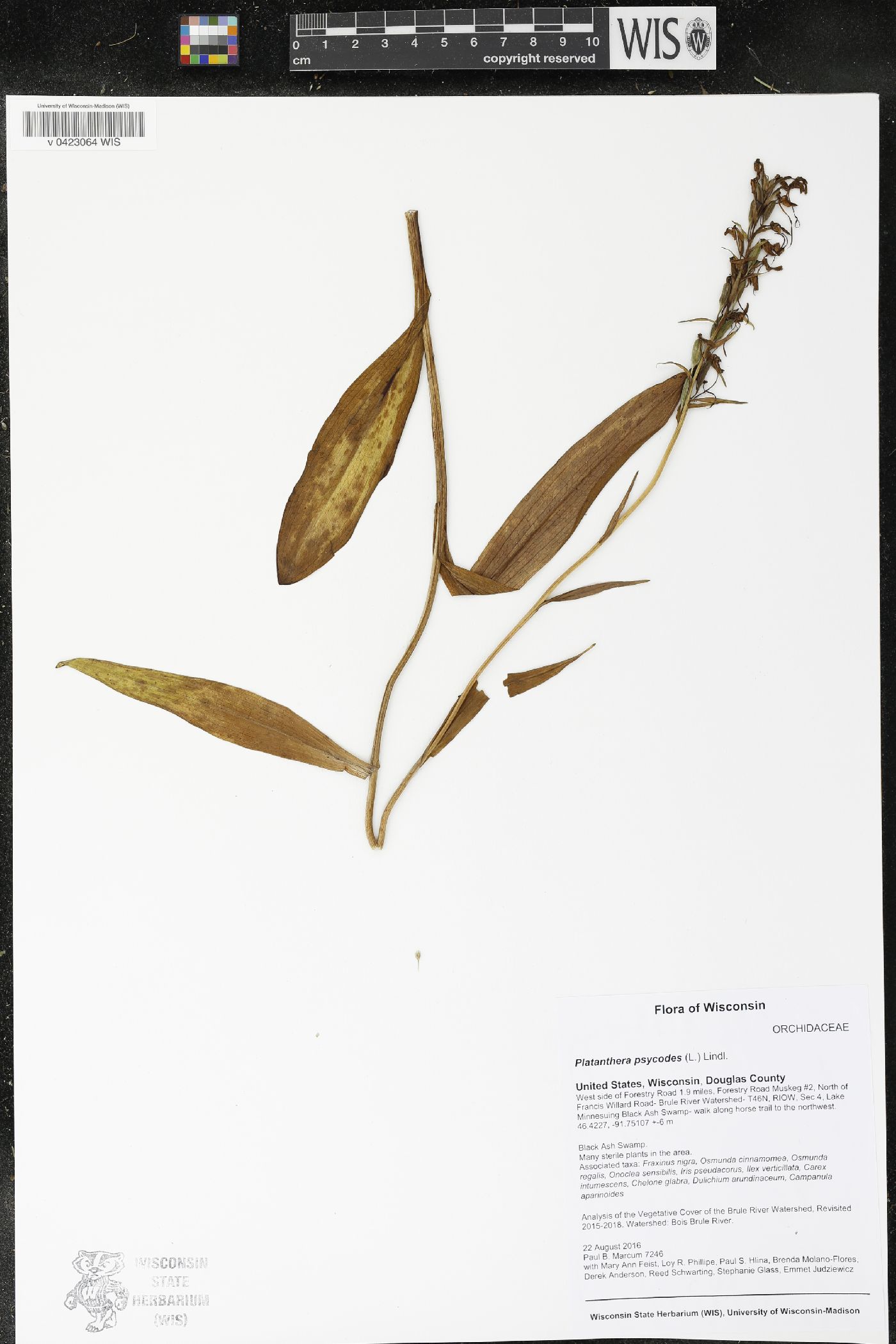 Platanthera psycodes image