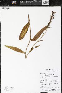 Platanthera psycodes image