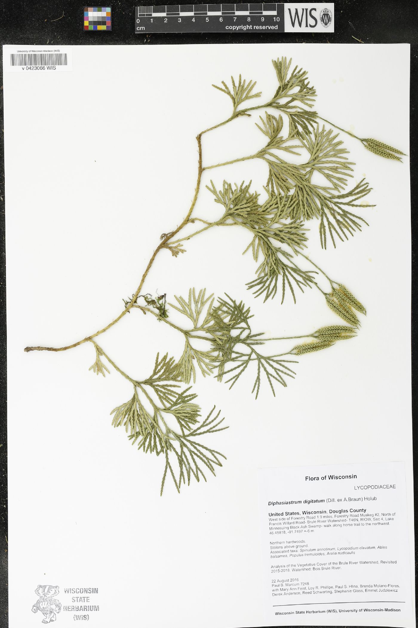 Diphasiastrum digitatum image