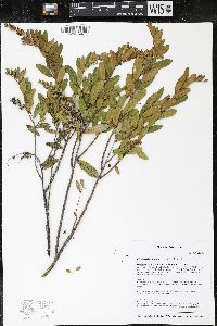 Chamaedaphne calyculata image